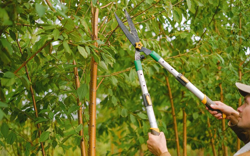 Tree trimming in Cascade Locks, OR