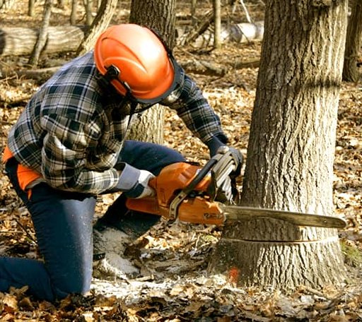 Tree Removal in Cascade Locks, OR
